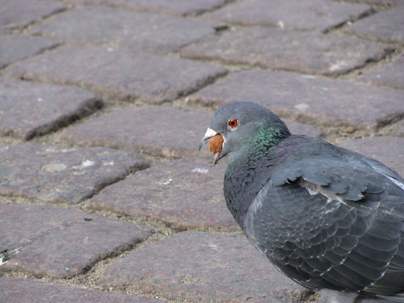 vampire pidgeon