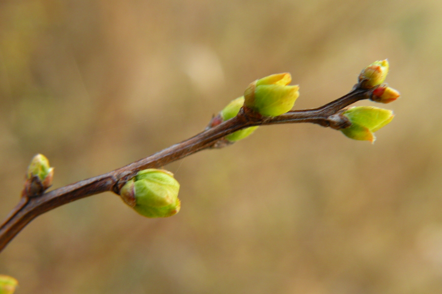 macro branch