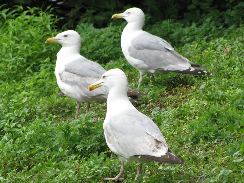 observers