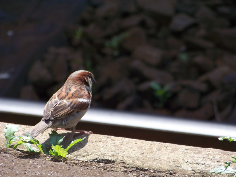 birdie on a train station