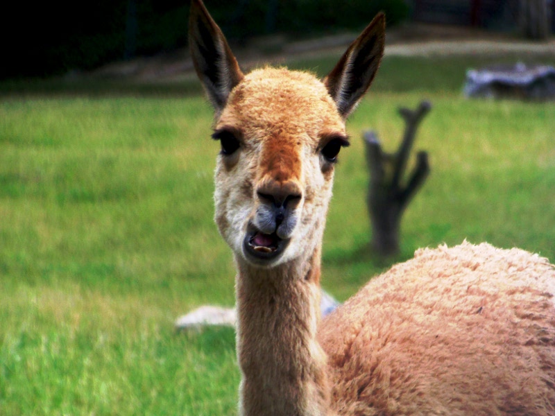 alpaca