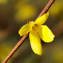 forsythia macro