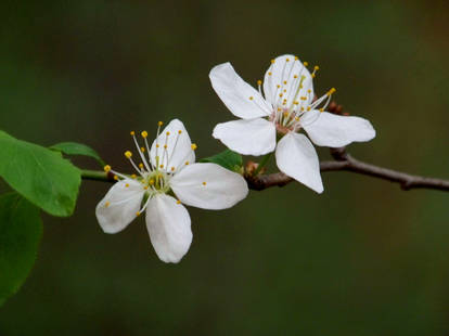 macro white flowers