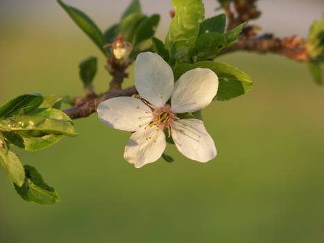 apple flower macro