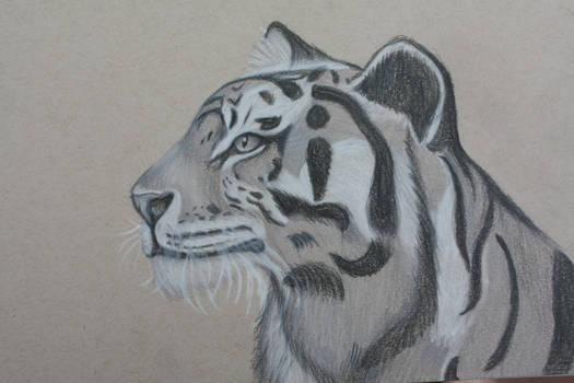 Tiger [October 11th 2015]