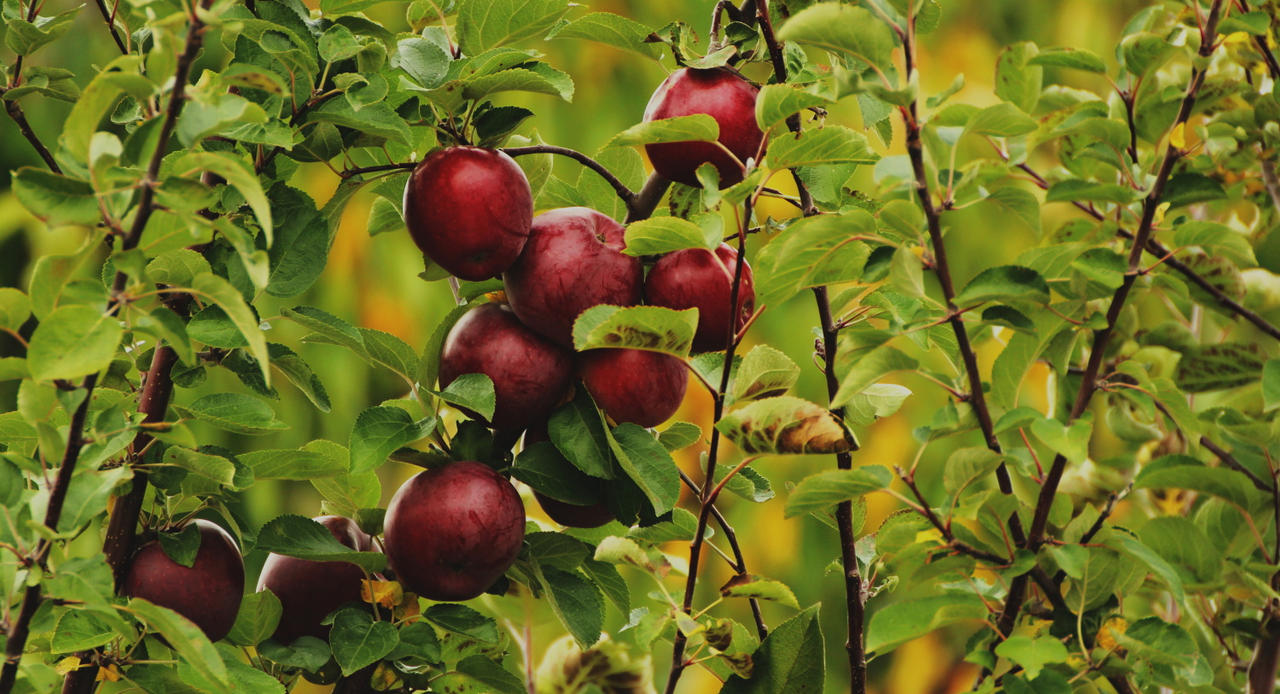 apples_02