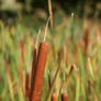 reed_cigar_01