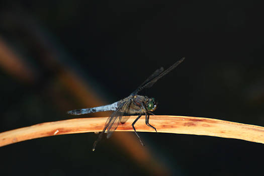 Dragonfly 06