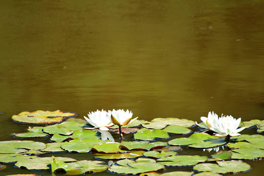 Water Lily 01