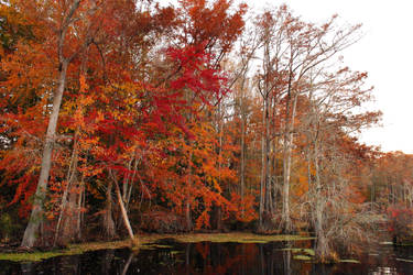 Fall colors