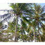 Philippine Tree of Life