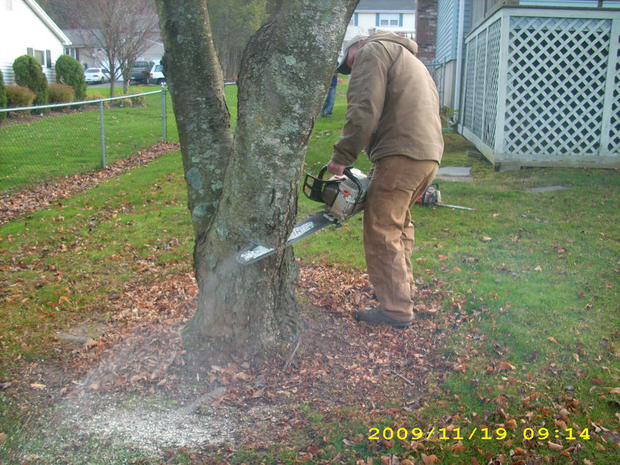 Goodbye Tree bye bye tree by bran5248 on DeviantArt