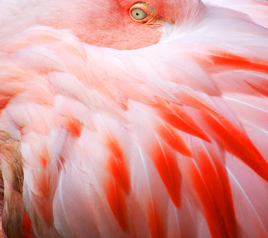 flamingo_1