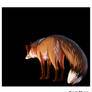 Red Fox