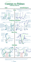 Canine v. Feline Anatomy Tut.