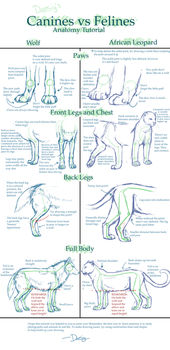 Canine v. Feline Anatomy Tut. by Daesiy