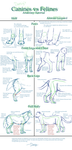 Canine v. Feline Anatomy Tut. by Daesiy
