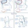 Canine v Feline Chest Anatomy Tutorial