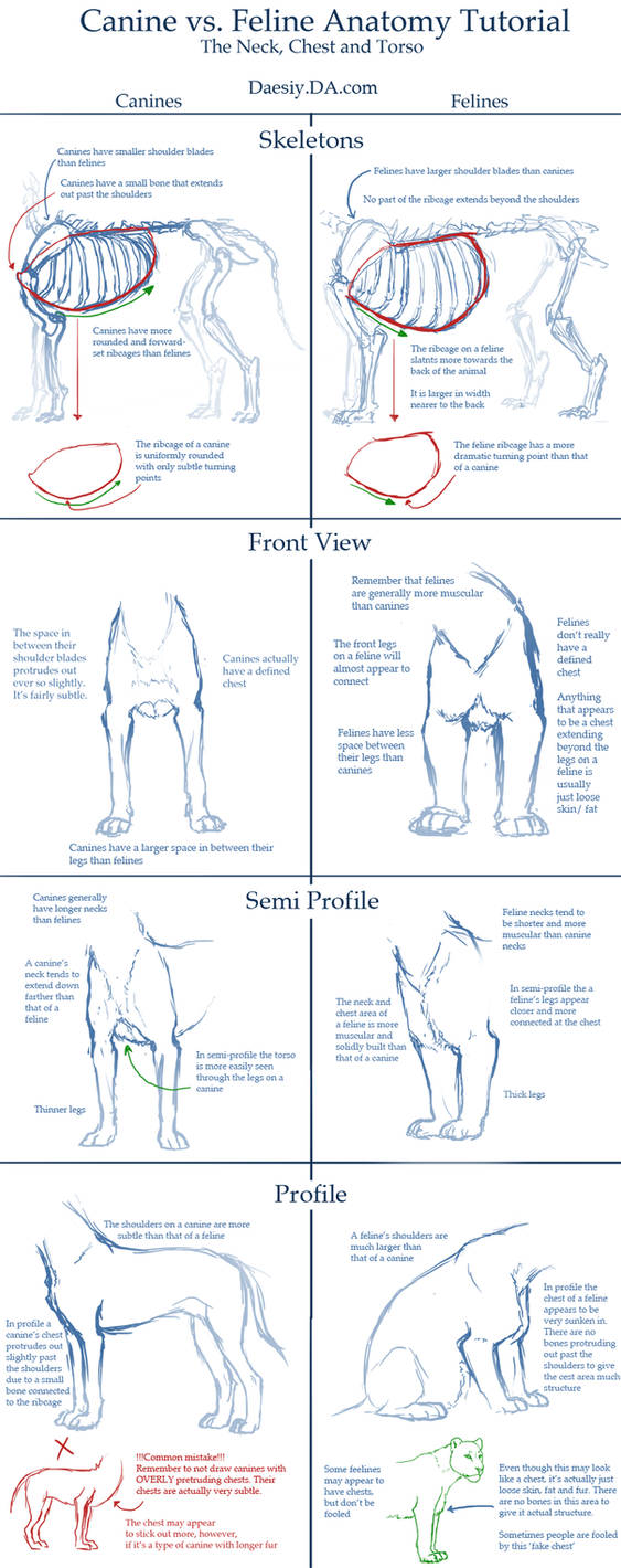 Canine v Feline Chest Anatomy Tutorial by Daesiy
