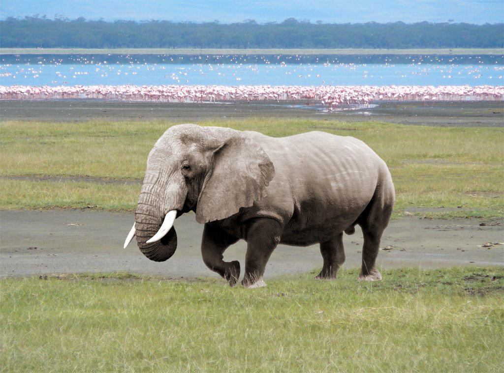 Elephino by dmsnarf on DeviantArt