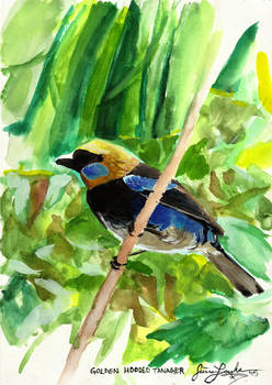 Golden Hooded Tanager