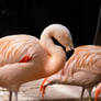 Pink Flamingo