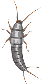 Silverfish PNG by IsaacHelton on DeviantArt