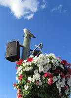 seagull and flowers