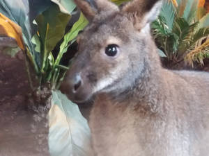 Baby Kangaroo 