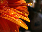 Chrysanthemum Series 4.5 by DARK0NA