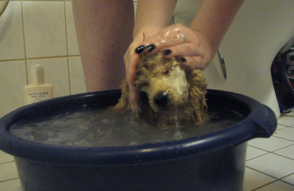 Bath time for puppy