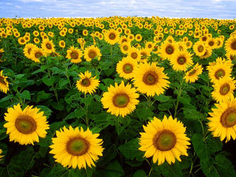 Sunflower Wallpaper