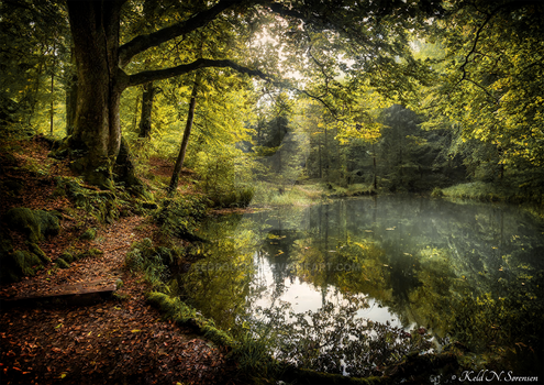 KNS idyllic small lake in a forest 002u