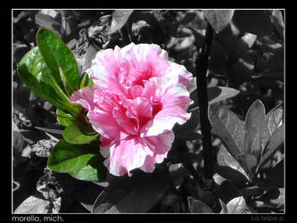 Pink Flower