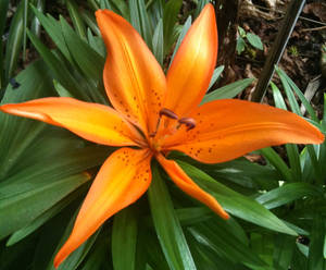 Orange Lily