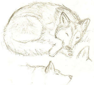 Alaskan malamute sketch