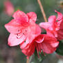 early azalea