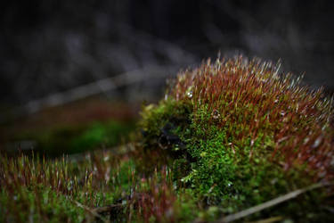 waterdrops on moss