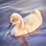 Cygnet