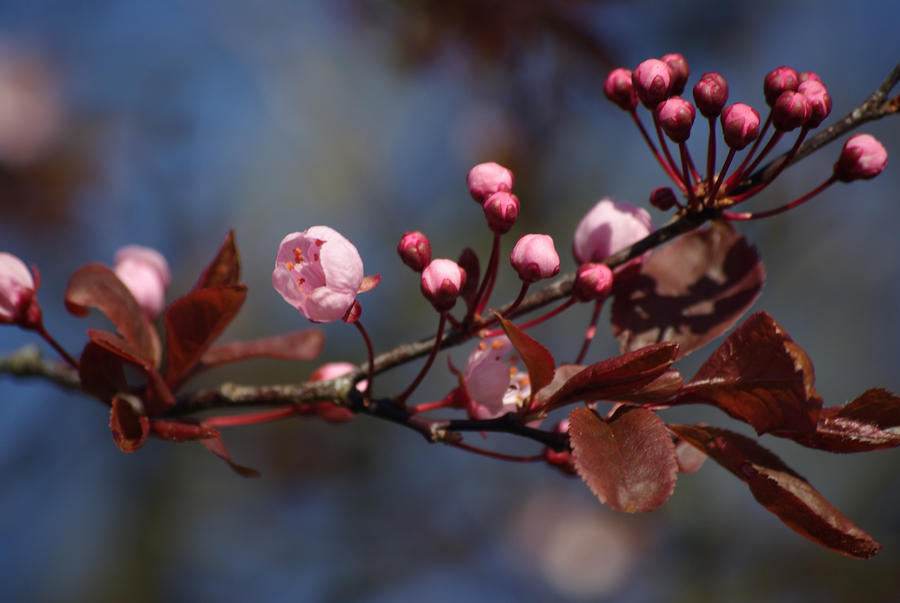 cherry blossom