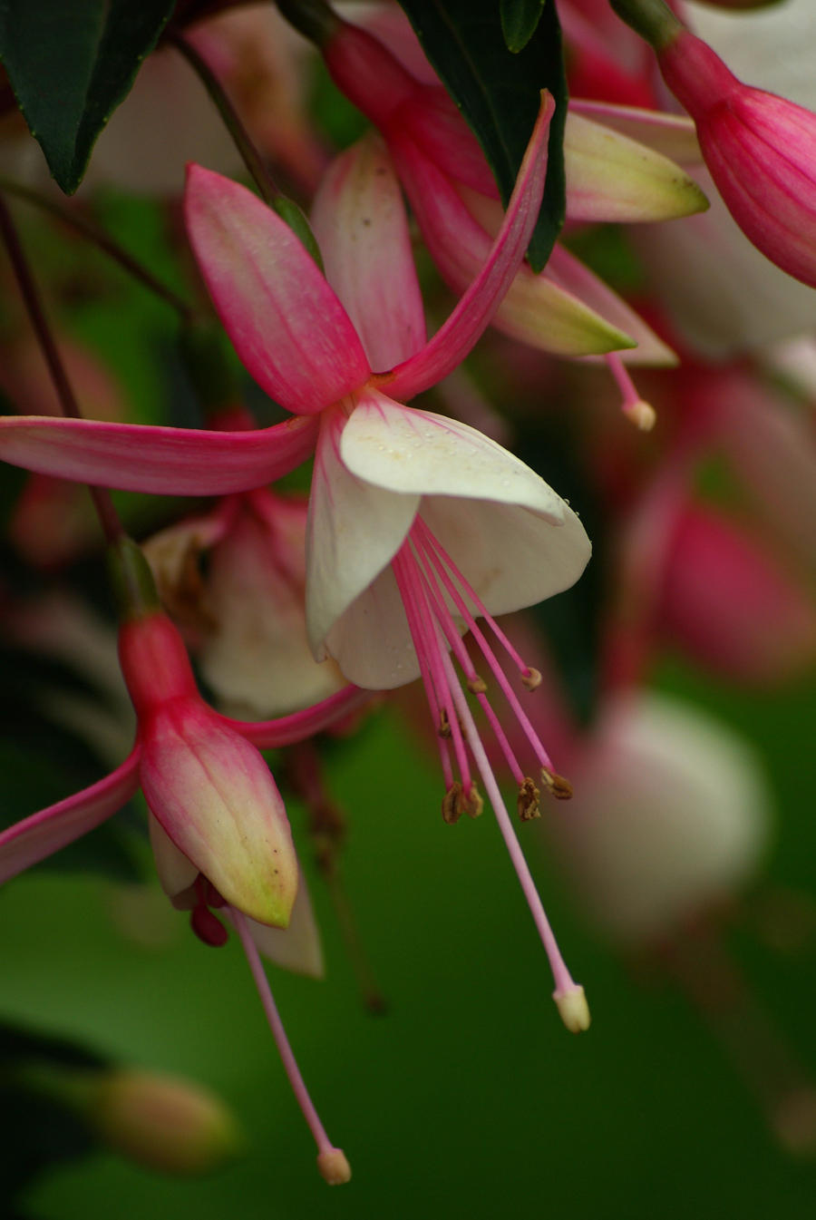 fuchsias