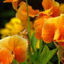 orange pansies