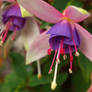 fuchsias