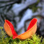 red fungus