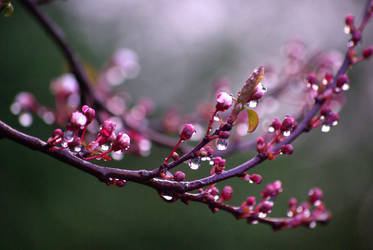 after rain blossoms by cheah77