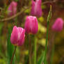 tulipa pink