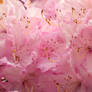 Rhododendron--light pink