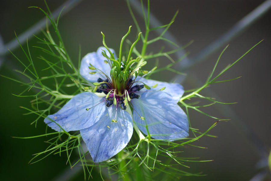 Nigella by cheah77