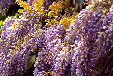 Purple Wisteria