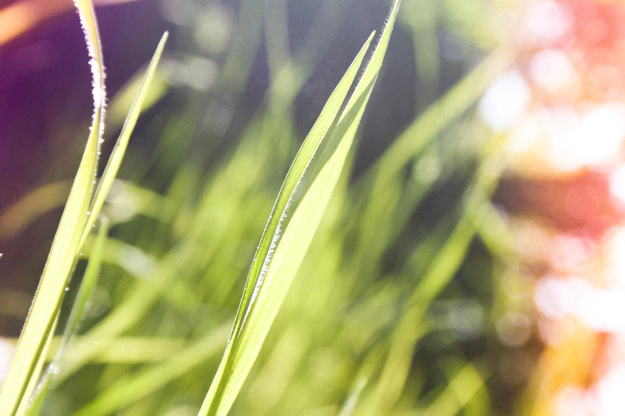 Grass